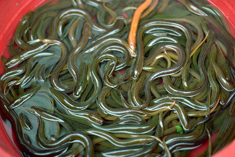 laos-vientiene-market-eels