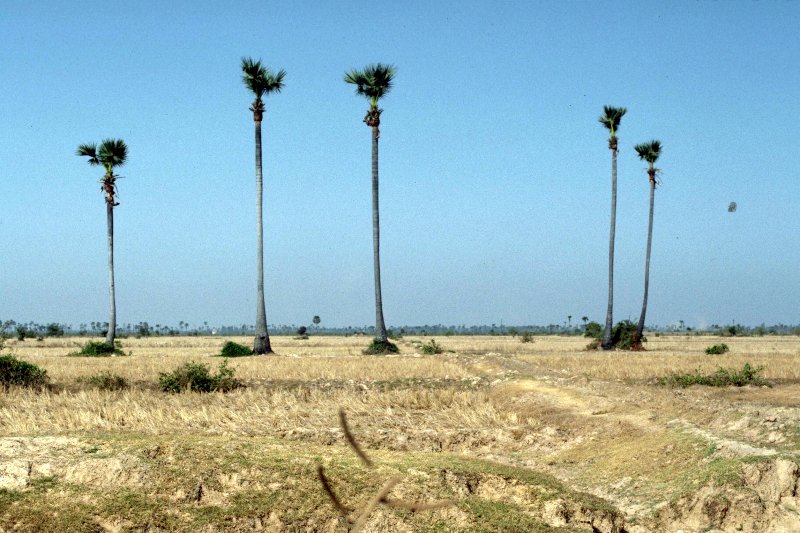 vietnam-mekong-delta-drought