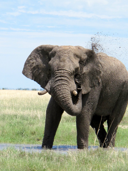elephant-mud-bath