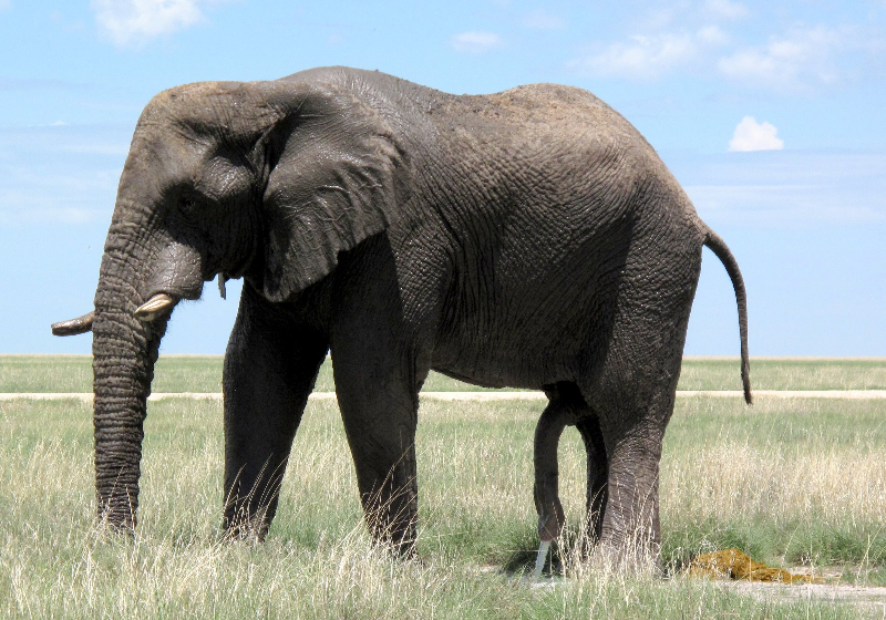 elephant-peeing