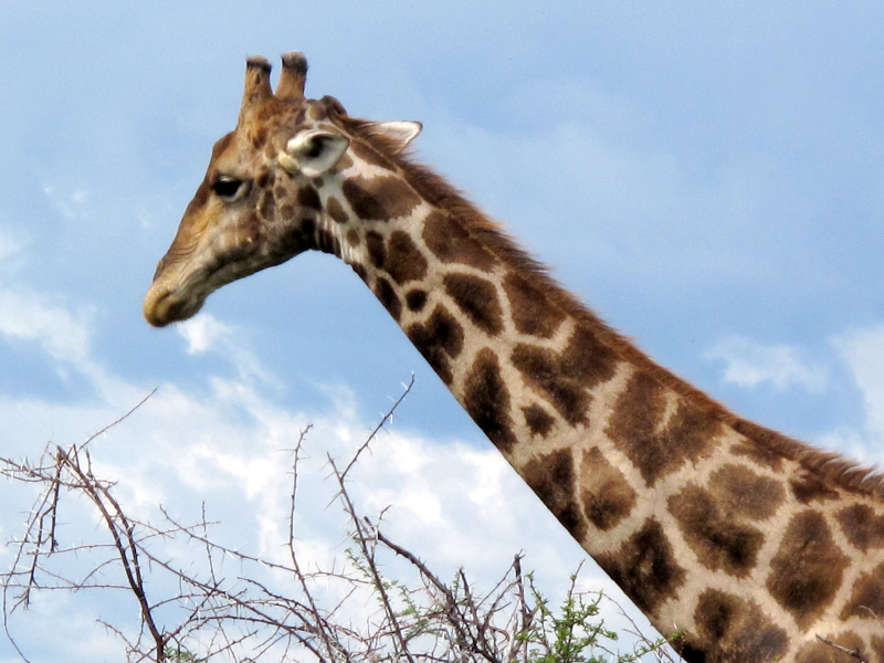 giraffe-at-etosha