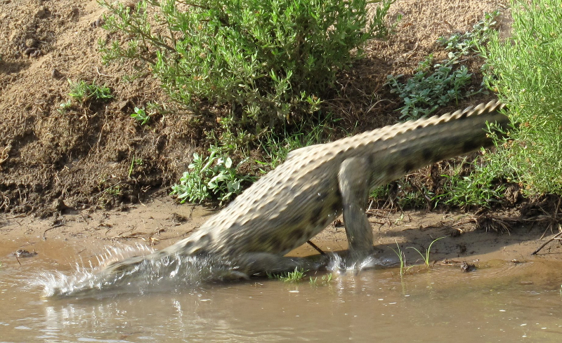 kunene-crocodile