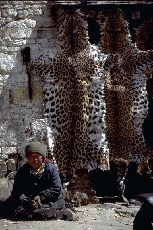 Tibet Lhasa Snow Leopard Pelts